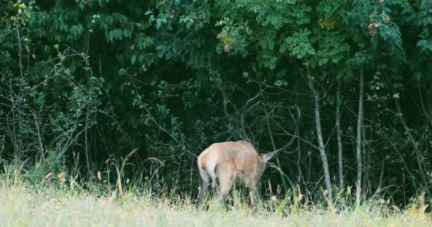 鹿は森の端の太い茂みに角を入れ — ストック動画