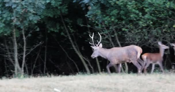 一只小鹿在森林的边缘追着小鹿 越来越大的小鹿出现了 把它赶走了 — 图库视频影像