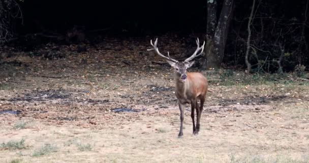 在交配季节里 一头长着鹿角 嘴里有食物的漂亮鹿会发出典型的吼叫声 — 图库视频影像