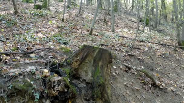 Tiro Tronco Caído Velho Meio Uma Floresta Grossa Bonita Borda — Vídeo de Stock