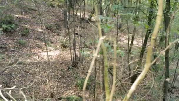 Voe Pelo Dossel Uma Bela Floresta Espessa Perto Espreitadela Uma — Vídeo de Stock