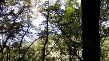 Güzel ve güneşli bir sonbahar gününde, dağın kenarındaki sık bir ormanın ortasında, yüksek ve kalın bir ağacın gövdesinin yanında uçuyor.