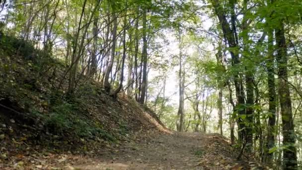 Voo Com Drone Acima Caminho Que Conduz Através Floresta Borda — Vídeo de Stock