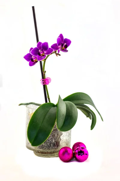 Beautiful and colorful orchid with full insulation