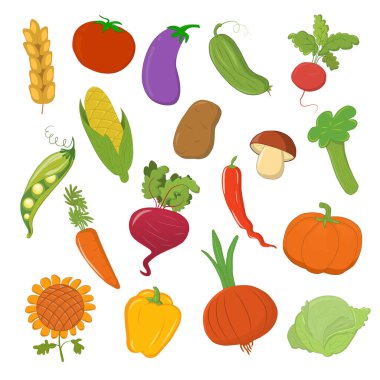 Set of vegetables for design on white background, vector