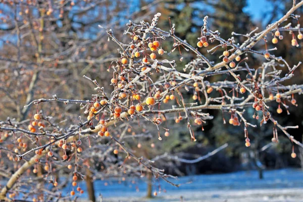 Yellow Hybrid Fruits Rowan Covered Frost — Stock Photo, Image