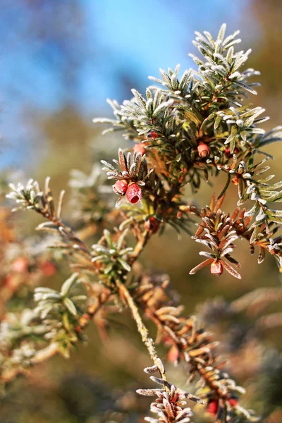 Taxus Baccata Est Conifère Peut Être Connu Comme Anglais Européen — Photo