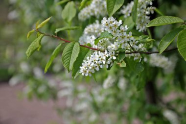 Prunus padus, kuş kiraz, hackberry, hagberry veya Mayday ağaç olarak bilinir. Yerli Kuzey Avrupa ve Kuzey Asya
