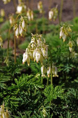 Bahçede Dicentra formosa çiçek