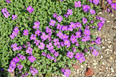 Aubrieta deltoidea güzel çiçekler