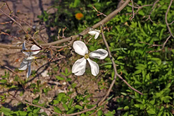 Magnolia Primavera Nel Parco Cittadino — Foto Stock