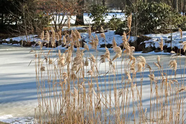 Grande Grama Maná Inverno — Fotografia de Stock