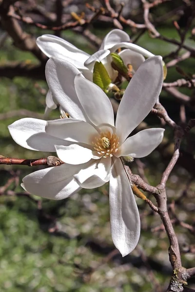 Magnolia flower — Stock Photo, Image