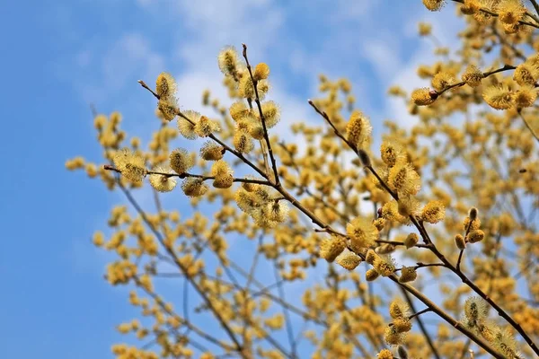 開花柳 — ストック写真