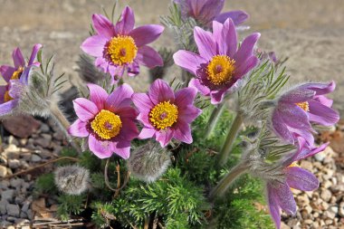 Pulsatilla patens çiçek