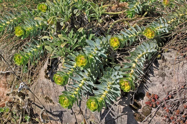 Euphorbia myrsinites — Stock Photo, Image