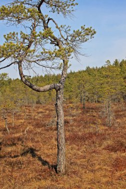 Letonya 'daki Emeri Milli Parkı' nda büyük bir bataklık.