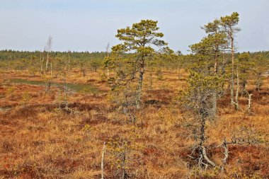 Letonya 'daki Emeri Milli Parkı' nda büyük bir bataklık.