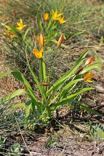 Tulipán amarillo — Foto de Stock