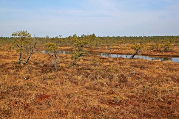 Gran pantano de Kemeri en el Parque Nacional de Kemeri en Letonia —  Fotos de Stock