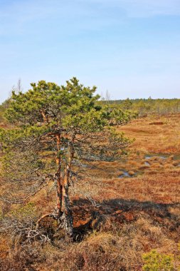 Letonya Kemeri Milli Parkı'nda Büyük Kemeri Bog