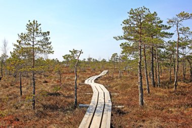 Letonya Kemeri Milli Parkı'nda Büyük Kemeri Bog