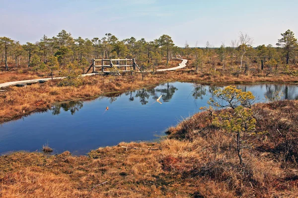 Great Kemeri bog i Kemeri nationalpark i Lettland — Stockfoto