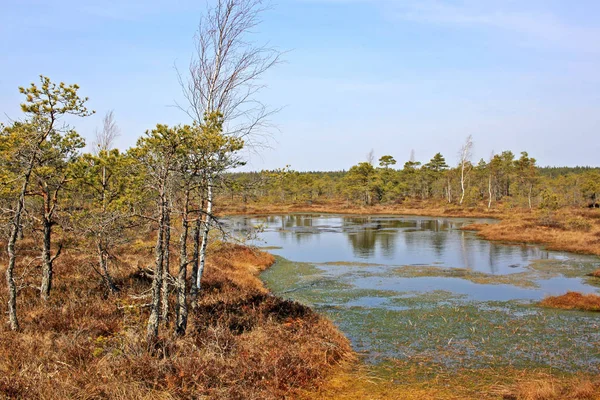 Gran pantano de Kemeri en el Parque Nacional de Kemeri en Letonia —  Fotos de Stock