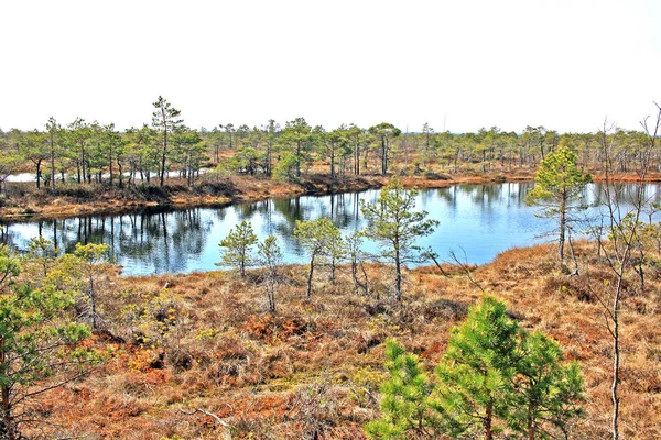 Great Kemeri bog i Kemeri nationalpark i Lettland — Stockfoto