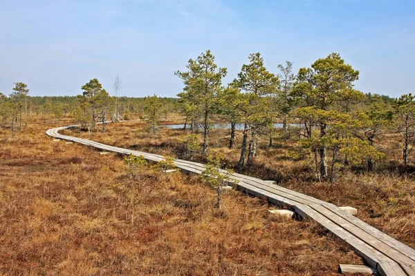 Great Kemeri bog i Kemeri nationalpark i Lettland — Stockfoto