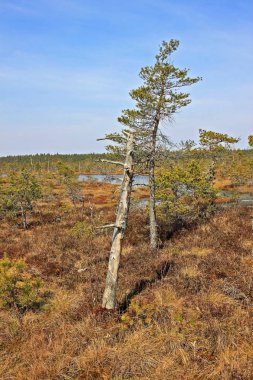Letonya Kemeri Milli Parkı'nda Büyük Kemeri Bog