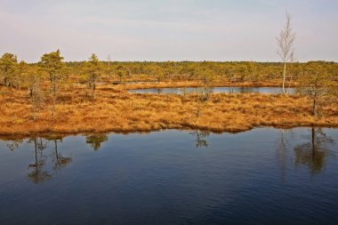 Letonya Kemeri Milli Parkı'nda Büyük Kemeri Bog