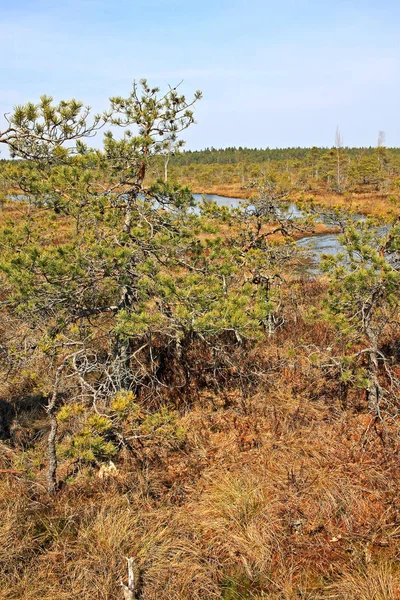 Großes kemeri moor im kemeri nationalpark in Lettland — Stockfoto