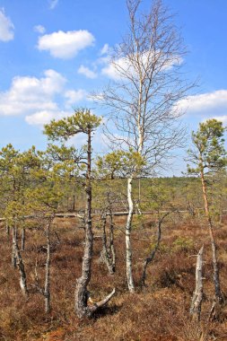 Letonya Kemeri Milli Parkı'nda Büyük Kemeri Bog