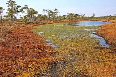 Letonya Kemeri Milli Parkı'nda Büyük Kemeri Bog