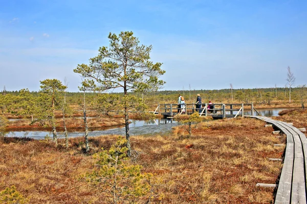 Großes kemeri moor im kemeri nationalpark in Lettland — Stockfoto