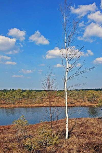 Grande palude di Kemeri nel parco nazionale di Kemeri in Lettonia — Foto Stock