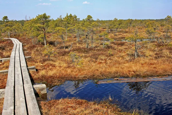 Great Kemeri bog i Kemeri nationalpark i Lettland — Stockfoto