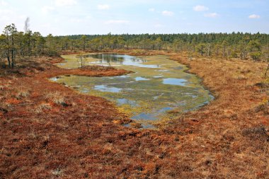 Letonya Kemeri Milli Parkı'nda Büyük Kemeri Bog