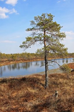 Letonya Kemeri Milli Parkı'nda Büyük Kemeri Bog