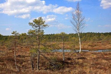 Letonya Kemeri Milli Parkı'nda Büyük Kemeri Bog