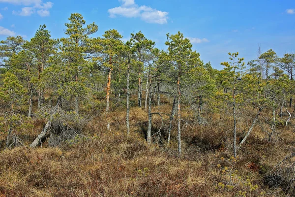 Grande palude di Kemeri nel parco nazionale di Kemeri in Lettonia — Foto Stock