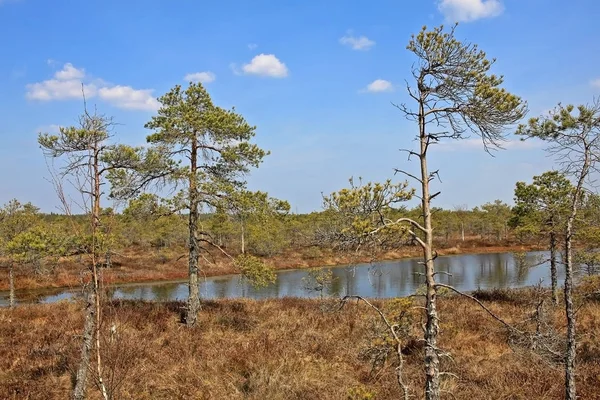 Great Kemeri bog i Kemeri nationalpark i Lettland — Stockfoto
