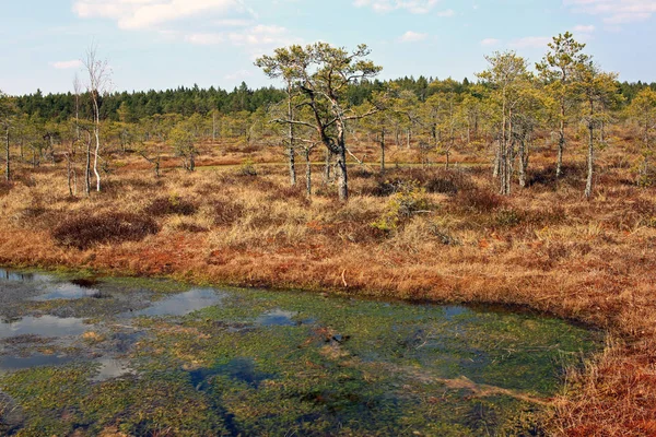 Gran pantano de Kemeri en el Parque Nacional de Kemeri en Letonia —  Fotos de Stock