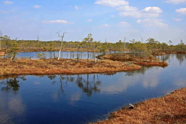 Great Kemeri bog i Kemeri nationalpark i Lettland — Stockfoto