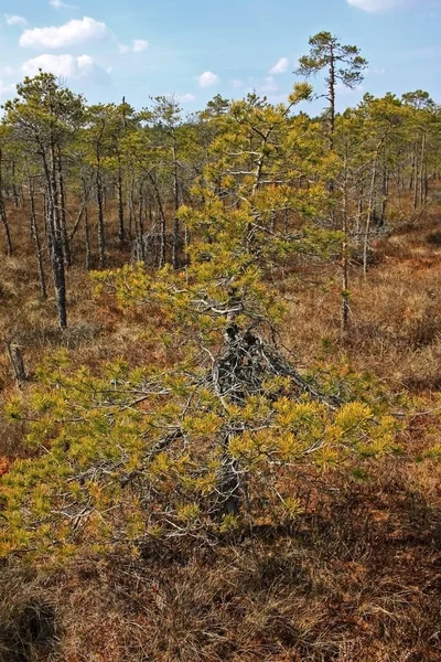 Grande tourbière Kemeri dans le parc national Kemeri en Lettonie — Photo