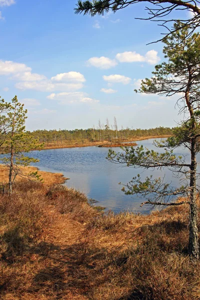 Gran pantano de Kemeri en el Parque Nacional de Kemeri en Letonia —  Fotos de Stock