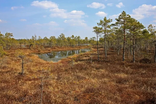 Grande tourbière Kemeri dans le parc national Kemeri en Lettonie Image En Vente