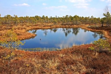Letonya Kemeri Milli Parkı'nda Büyük Kemeri Bog