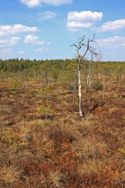 Letonya Kemeri Milli Parkı'nda Büyük Kemeri Bog